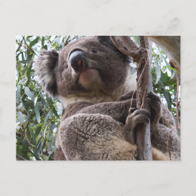 Postal Koala (Anverso)