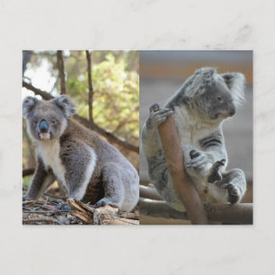 Postal Koala