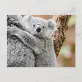 Postal Koala
