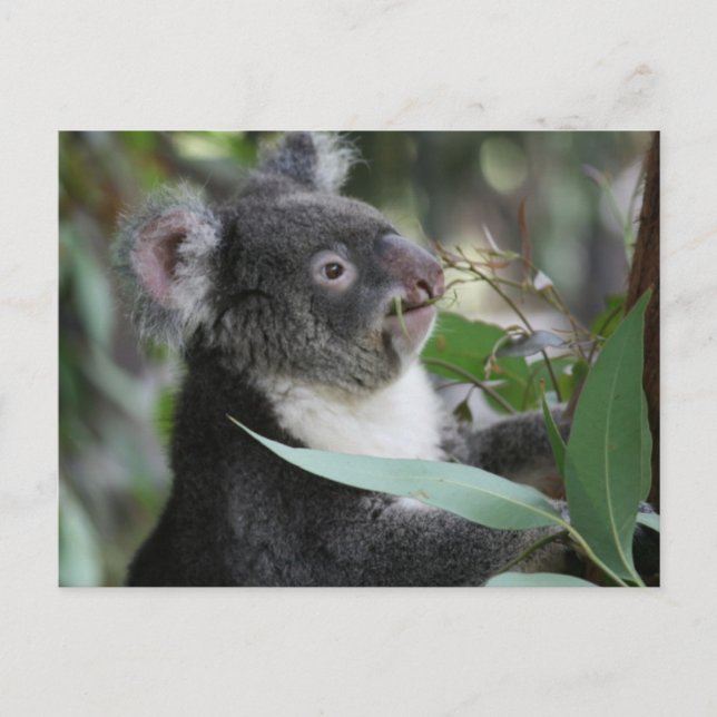 Postal Koala (Anverso)