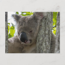 Postal Koala