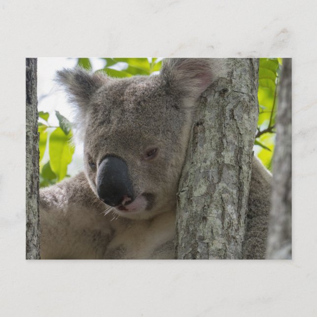 Postal Koala (Anverso)