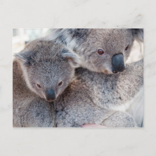 Postal Koala