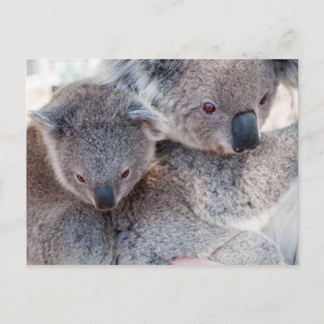 Postal Koala (Anverso)