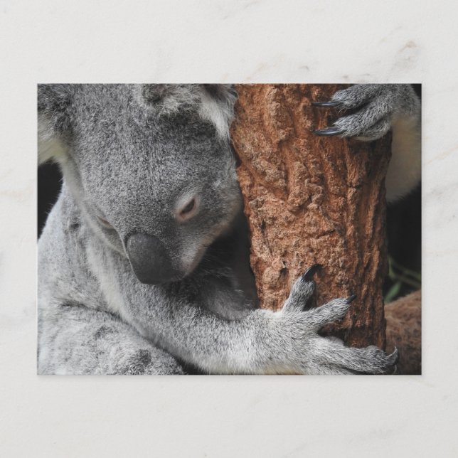 Postal Koala (Anverso)