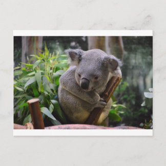 Postal Koala