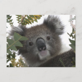 Postal Koala