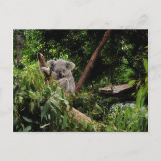 Postal koala
