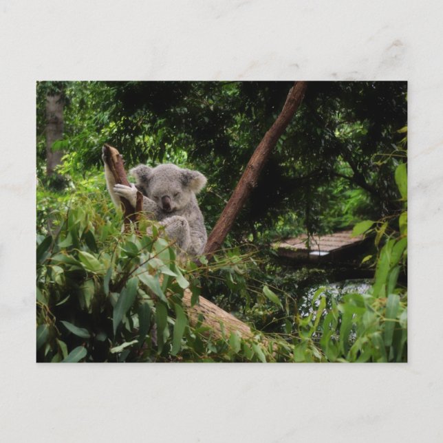 Postal koala (Anverso)