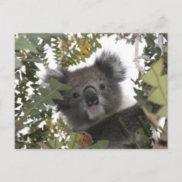 Postal Koala