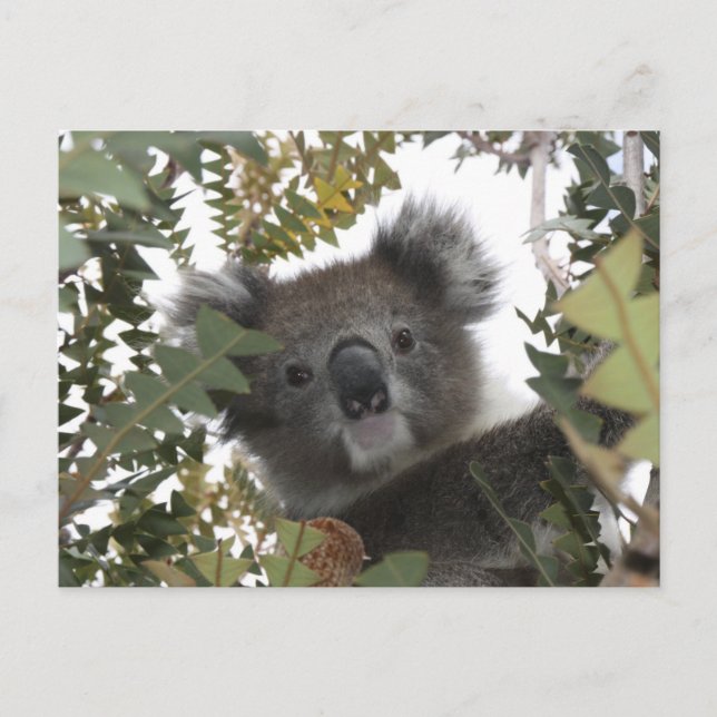 Postal Koala (Anverso)