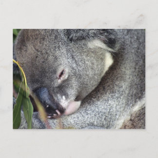 Postal Koala