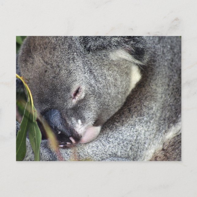 Postal Koala (Anverso)