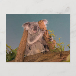 Postal Koala