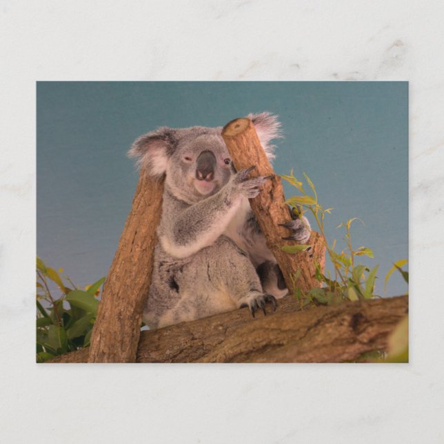 Postal Koala (Anverso)