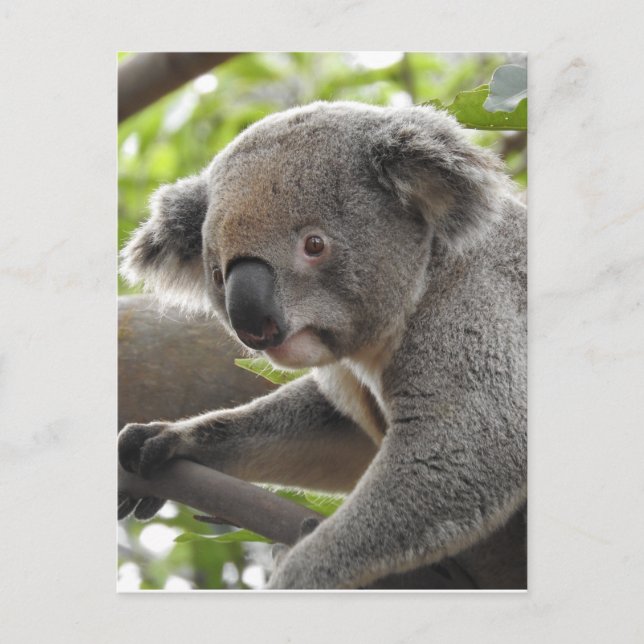 Postal Koala (Anverso)