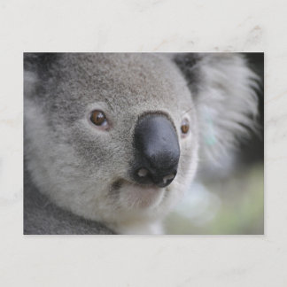 Postal Koala 1