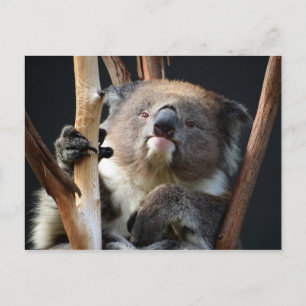 Postal Koala 1