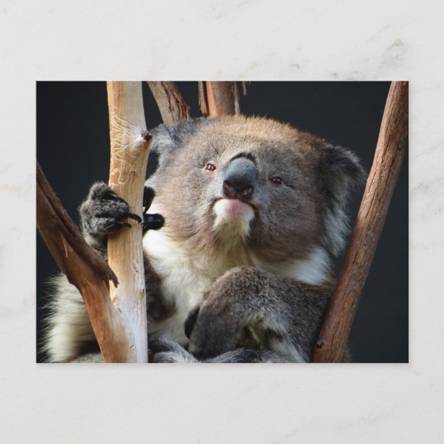 Postal Koala 1 (Anverso)