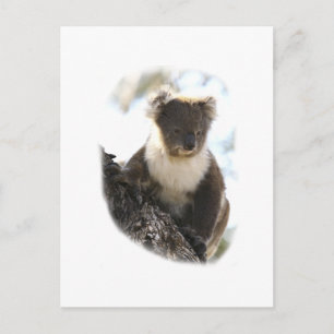 Postal Koala 2