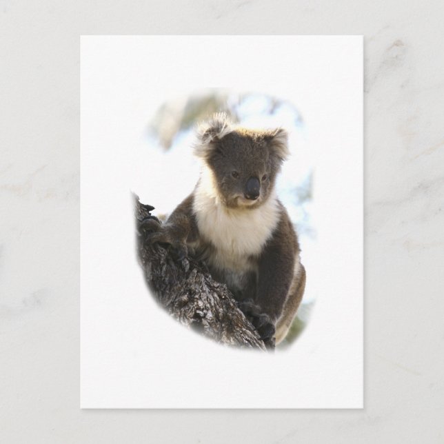 Postal Koala 2 (Anverso)
