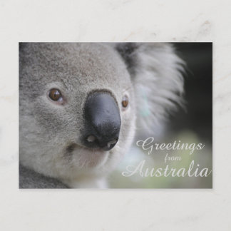 Postal Koala 2 - Saludos
