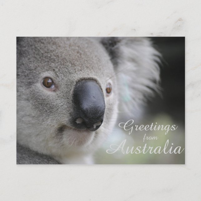 Postal Koala 2 - Saludos (Anverso)