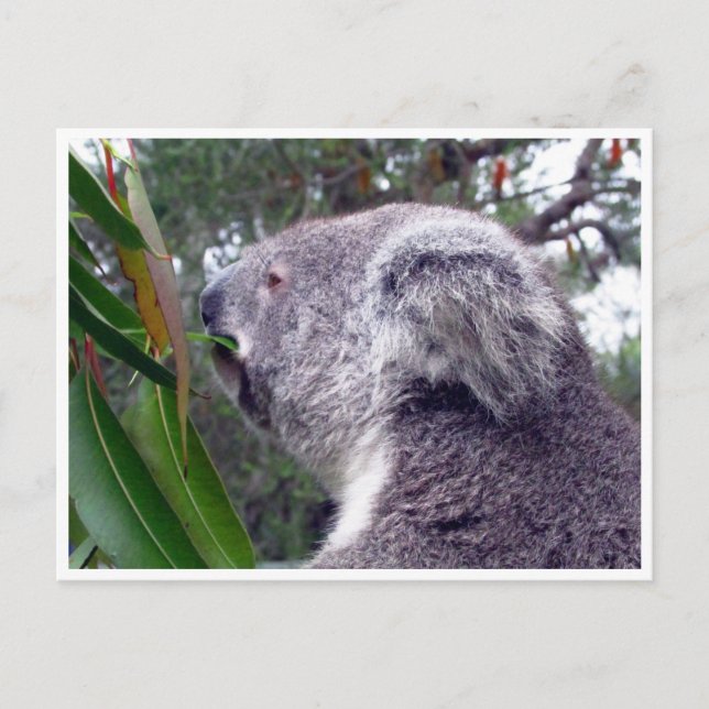 Postal koala australia (Anverso)