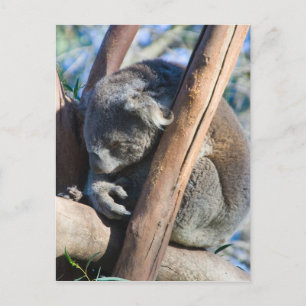 Postal Koala - Australia