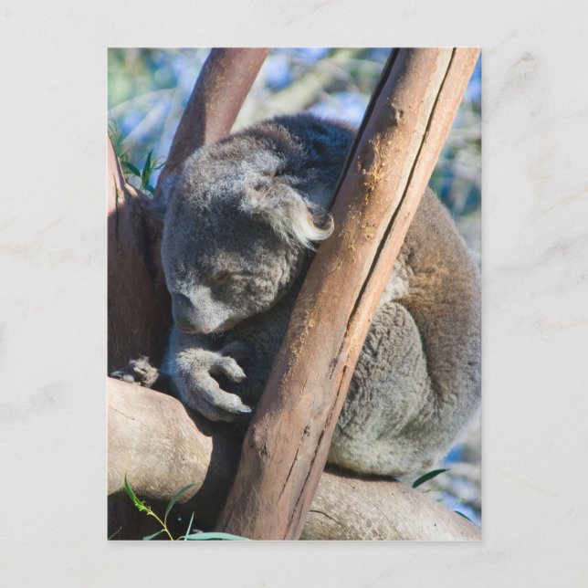 Postal Koala - Australia (Anverso)