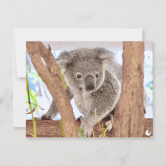 Postal Koala Australia | "Momentos, vuelto a visitar" pos