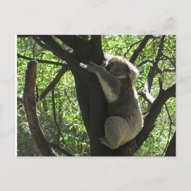 Postal koala australiana (Anverso)