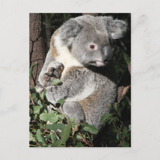 Postal Koala australiana