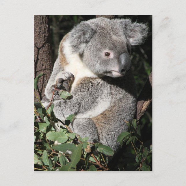 Postal Koala australiana (Anverso)