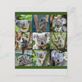 Postal Koala australiana en árbol de eucalipto