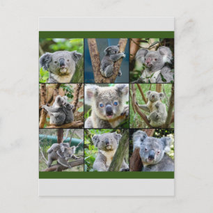 Postal Koala australiana en árbol de eucalipto