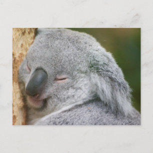 Postal Koala Bear