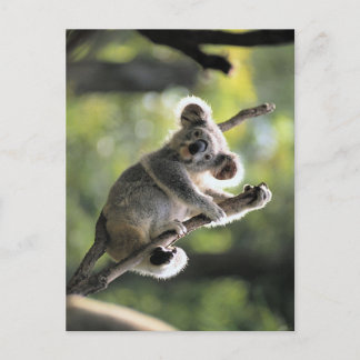 Postal Koala Bear