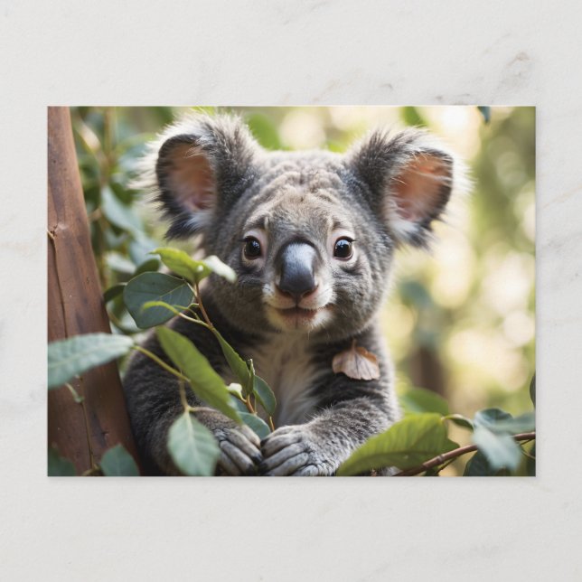 Postal Koala Bear (Anverso)