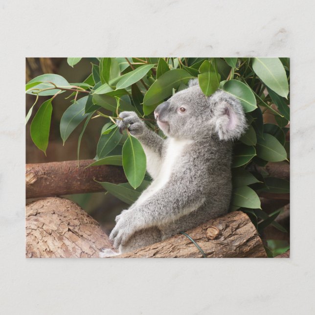 Postal Koala Bear (Anverso)