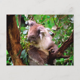 Postal Koala Bear