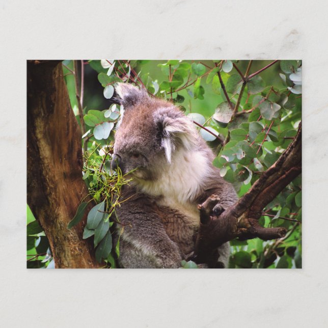 Postal Koala Bear (Anverso)