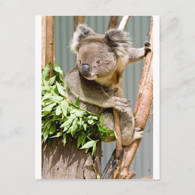 Postal Koala Bear (Anverso)