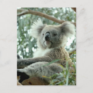 Postal Koala Bear