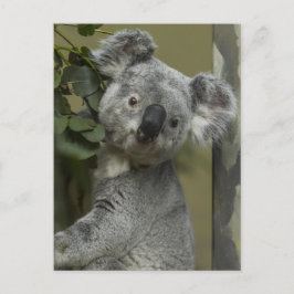 Postal Koala Bear