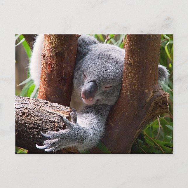 Postal Koala Bear (Anverso)