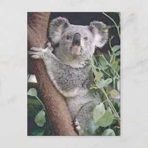 Postal Koala Bear