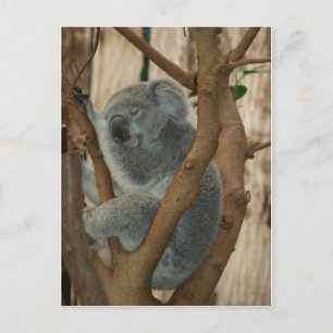 Postal Koala Bear