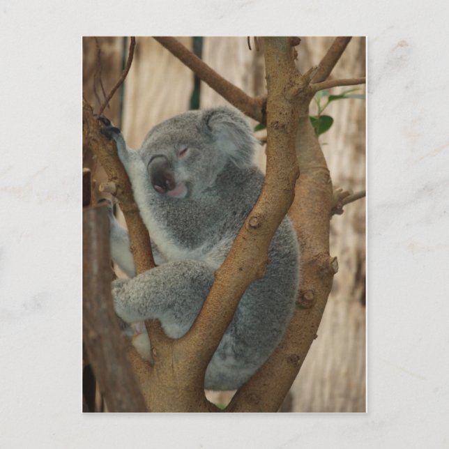 Postal Koala Bear (Anverso)