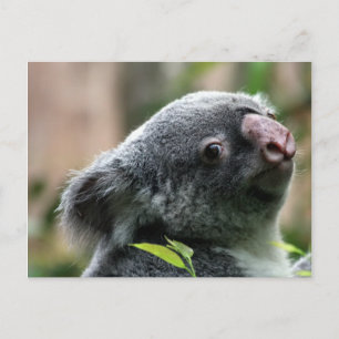 Postal Koala Bear